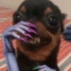 Pinscher e Chihuahua MEMES 14
