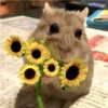ANIMALITOS ♥️🦝 20
