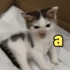 😻Gatos gaticos michis lindos 10