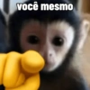 Macaco / monkey 7