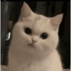Gatos enojados 😡😡 8