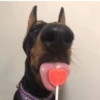 Reacciones de los animales ❤️‍🩹 10
