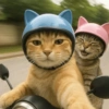 🧿Gatitos Gatos Miau🐱🐈 14