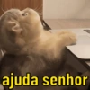 REAÇÕES GATINHOS 🐈🐈‍⬛ 5