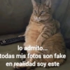 Gatos Raros😼🎩 19