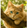 Cat cute 14