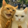 🧿Gatitos Gatos Miau🐱🐈 26