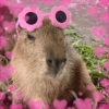 CAPYBARA ♥️🌻 16