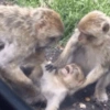 Macaco macaquitos 10