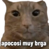 Kittens for u🐈💖✨ CLÁSICOS 16