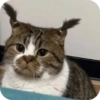 Cat Meme 7