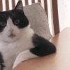 Gatitos Memes😺✨💕16 14