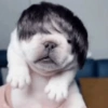 Perro Pibble Meme 🐾 7