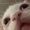 Kitty cat 21