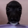 Reações de animais 13