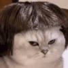 🐈🐱 Gatos Reacciones 🐈🐱 1 18