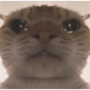 Sad cat 2 9