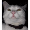 Catscatacats9 5