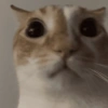 Gatitos. | @ocenferios  Haki. 16