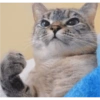 Gatitos Bonitos 2 😺💥💕 5