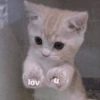 Malu malu kucing 7