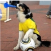 Independência do Brasil 10