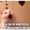 Kittens for u🐈💖✨ CLÁSICOS 21