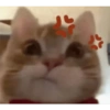 Kucing imut 2 6