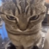 Gatitos. | @ocenferios  Haki. 18