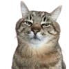 Gatos Icon😻💞⭐ 5