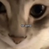 te amo