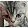 Catscatacats9 9