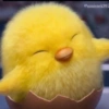 Gudetama anak ayam 🐣  14