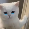 GATINHOS  14