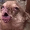 Pinscher e Chihuahua MEMES 15
