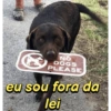 NO DOGS PLEASE eu sou fora da lei