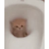 Kucing imut 9