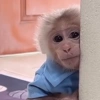 Monos muy monitos 🐒🐵🐒 16