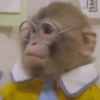 MACACOS ENGRAÇADOS 🐵🤣 12