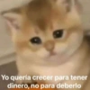 Kittens for u🐈💖✨ CLÁSICOS 15