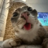 Rigby the Cat🐱🤪✨ 10