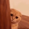 GATINHOS  7