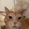 Cat Meme 20