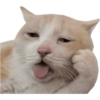 Gatitos para el chat 🫪 8
