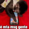 Macaco / monkey 8