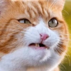 🐈🐱 Gatos Reacciones 🐈🐱 1 7