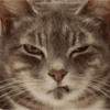 🐈🐱 Gatos Reacciones 🐈🐱 1 6