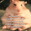 🙈 ANIMALITOS CON TEXTOS 😎 5