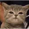 Gatos enojados 😡😡 9