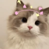 Gatitos amor 💘  10